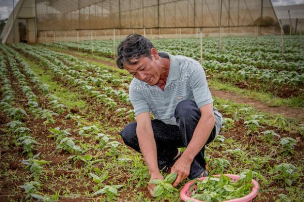 Transforming agriculture can require more than financing. Thanks to technical assistance, business training, market access, and financing, Dinh Xuan Toan has been able to multiply his income significantly, but the process is complex. Photo credit: UNSGSA/Robin Utrecht