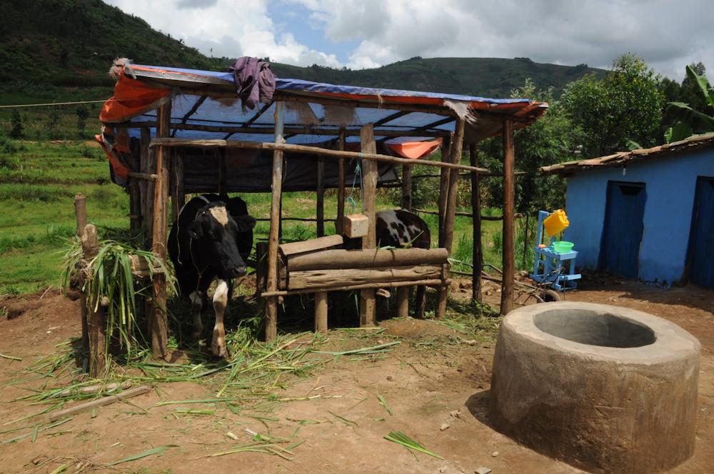 Biogas cows in Rwanda - Photo credit: A. Tirana